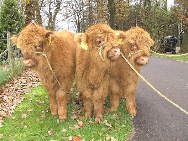 Kinderboerderij Dondertman 10 jaar gemeente dondertman 