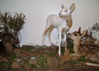 Herfst op de Holterberg natuurdiorama 