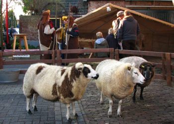 Kermisprogramma aangepast korhanen kermis hoolter deerns de hoolter deerns 