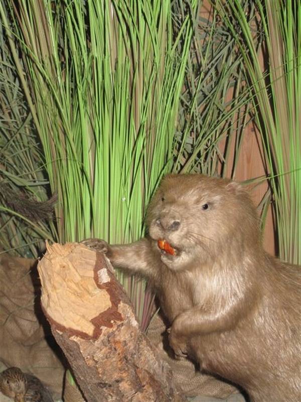 Voorjaarsvakantie op de  Holterberg natuurdiorama 