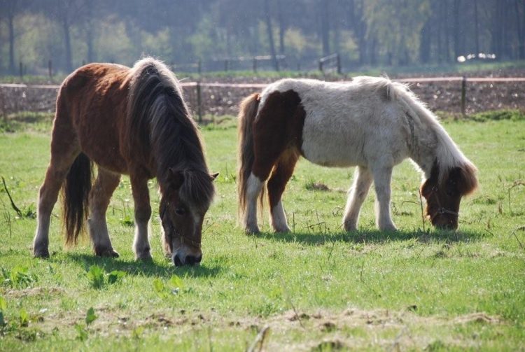 Ponny's aan komen lopen 