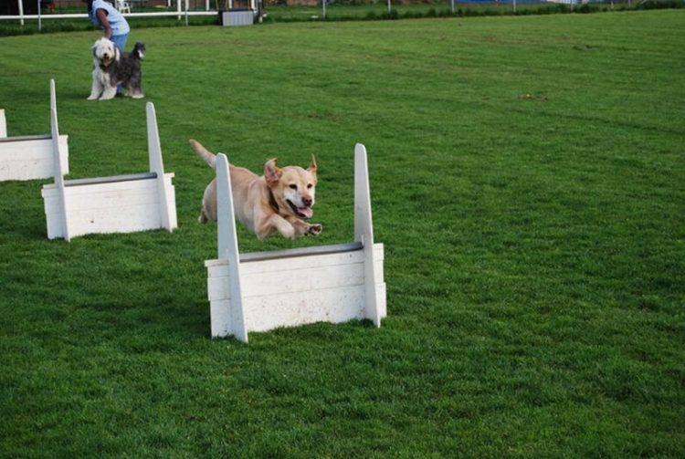 Spelletjes en flyball bij Dondertman espelo dondertman 