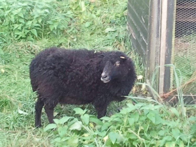 Zwart schaap gevonden 