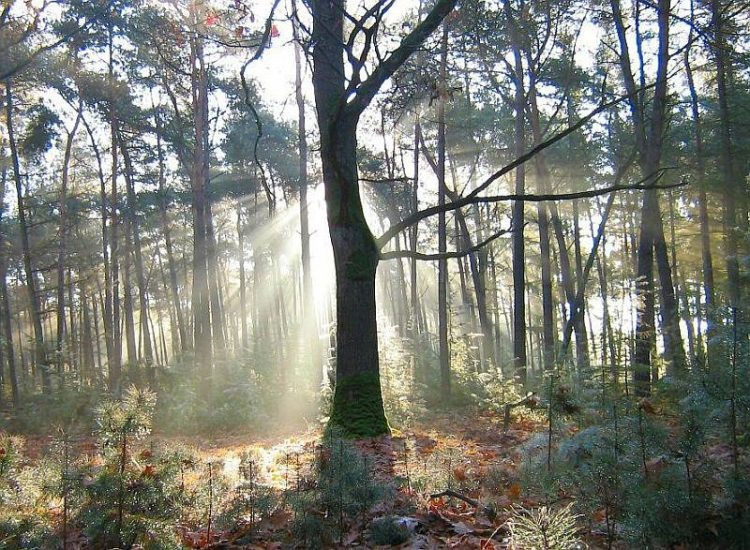 Te voet over de Holterberg 