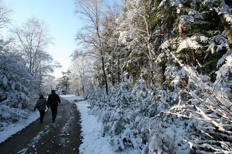 Midwinterwandeling in Holten 2011 