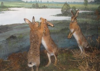 Met Pasen naar de Holterberg natuurdiorama canadese begraafplaats 