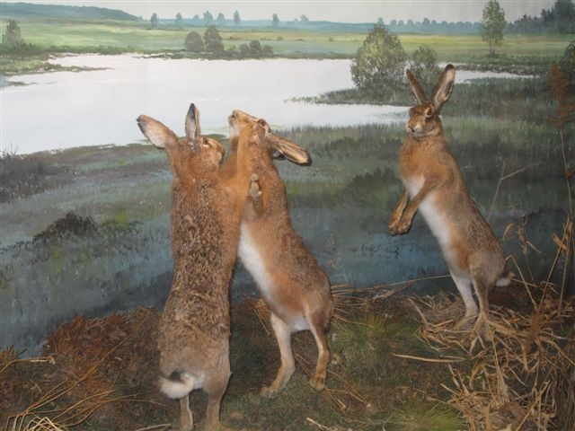 Poppenkast, bomen, verhalen en duizend dieren natuurdiorama 