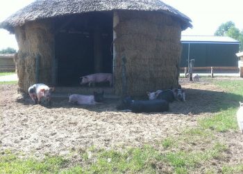 Avondwandeling, het donker tegemoet natuurdiorama 