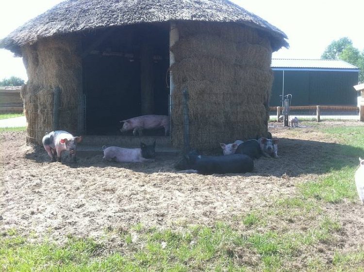 Modeshow tussen de varkens tijdens open dag Piggy’s Palace op 30 juni 