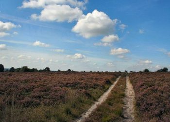 Avondwandeling, het donker tegemoet natuurdiorama 