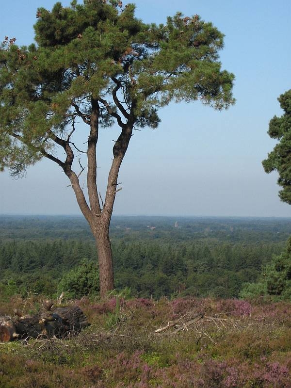 Wandeling voor vroege vogels en ontbijten op de Holterberg sallandse heuvelrug natuurdiorama 