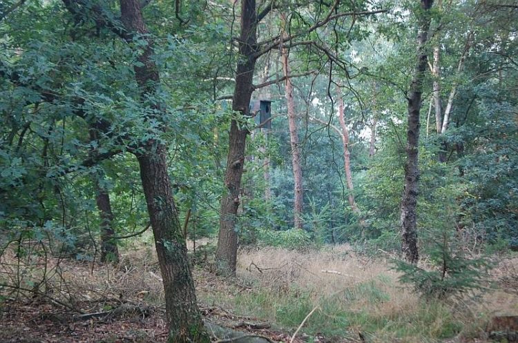 Avondwandeling, het donker tegemoet natuurdiorama 