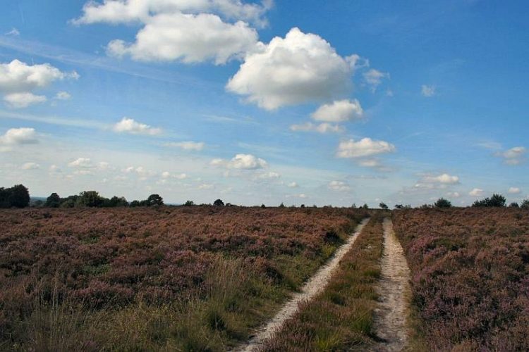 Heide Experience op de fiets natuurdiorama 