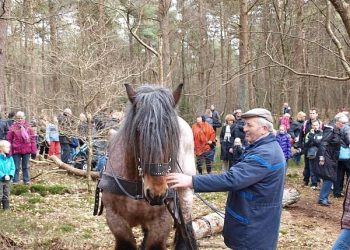 Natuurkracht of Magie: inspirerende wandeling over de Holterberg natuurdiorama 