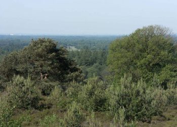 Natuurkracht of Magie: inspirerende wandeling over de Holterberg natuurdiorama 