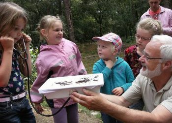 Natuurkracht of Magie: inspirerende wandeling over de Holterberg natuurdiorama 