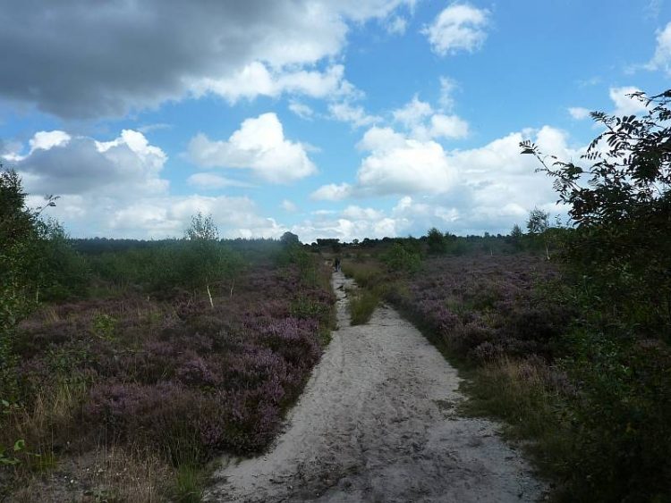 Natuurkracht of Magie: inspirerende wandeling over de Holterberg natuurdiorama 