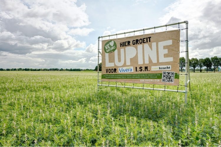 Oogst Lupine voor nieuwe 100% plantaardige vleesvervangers van Vivera 