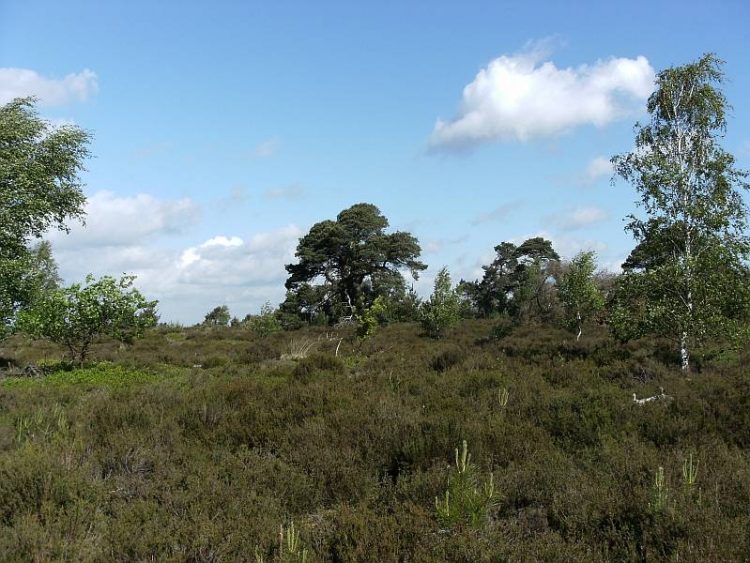 Inspirerende wandelingen over de Holterberg natuurdiorama 