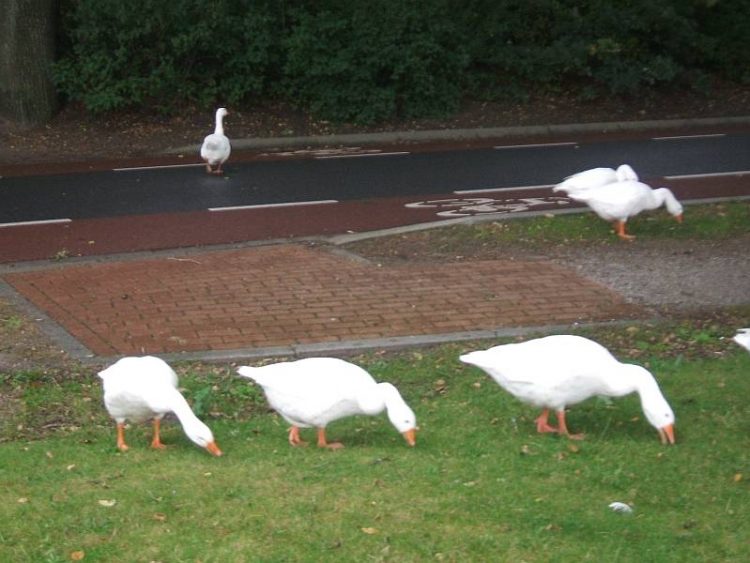 Ganzen op de weg 