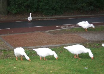 Ganzen op de weg 