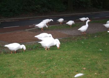 Ganzen op de weg 