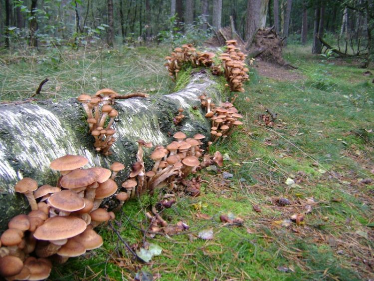 Inspirerende wandelingen over de Holterberg natuurdiorama 