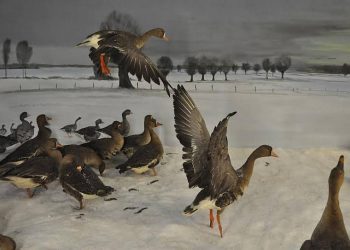 Laat de Korhoenders baltsen! natuurdiorama 