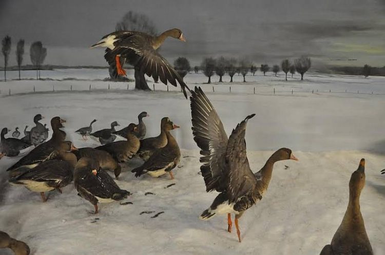 Kerstvakantie Natuurdiorama Holterberg natuurdiorama 