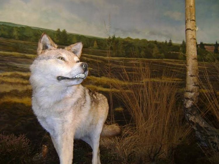 Lezing met Erwin Vermaanen natuurdiorama 