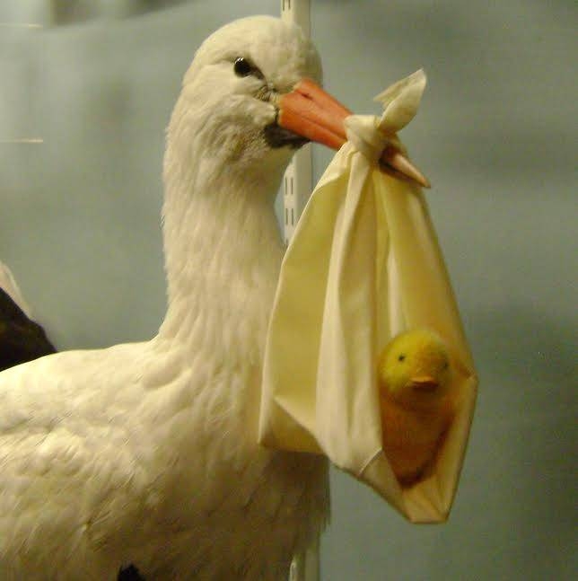 Help, de kuikens zijn ontsnapt! natuurdiorama 