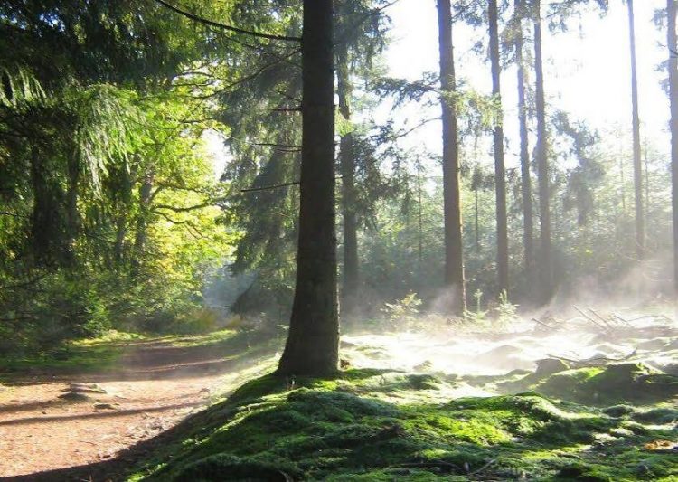 Dauwwandelen op de Holterberg natuurdiorama 