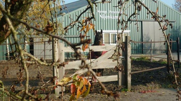 Opendag manege Nijenkamp 