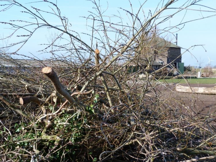 Snoeihout gezocht voor Paasvuren paasvuur espelo dijkerhoek beuseberg 