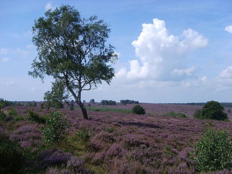 Culinaire lentewandeling over de Holterberg 