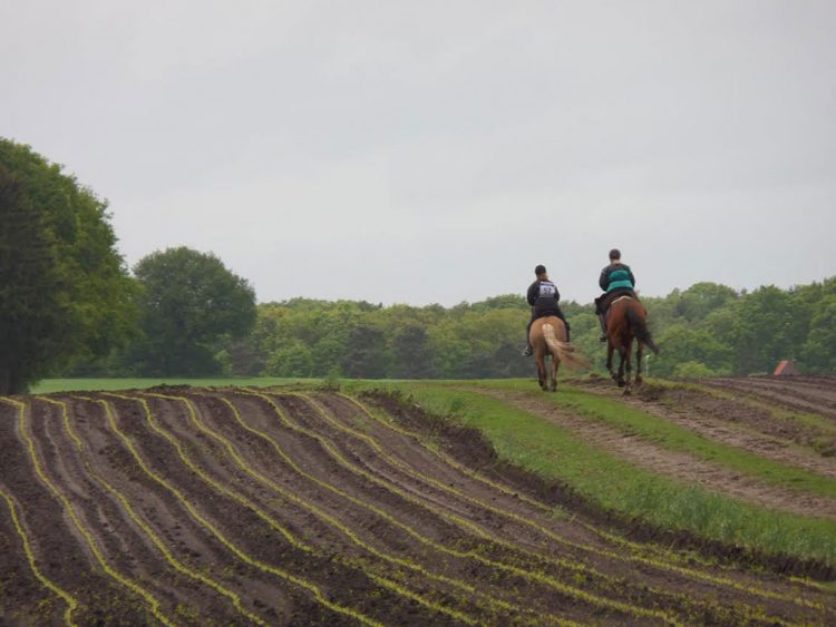 14 juni KNHS paardrijtocht over de vijf heuvels van Markelo snorrewind 