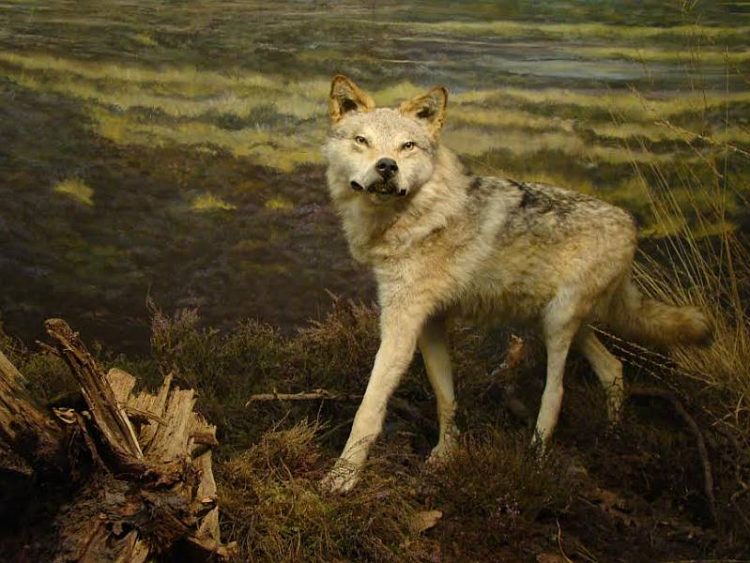 Lezing over wolven sallandse heuvelrug natuurdiorama 