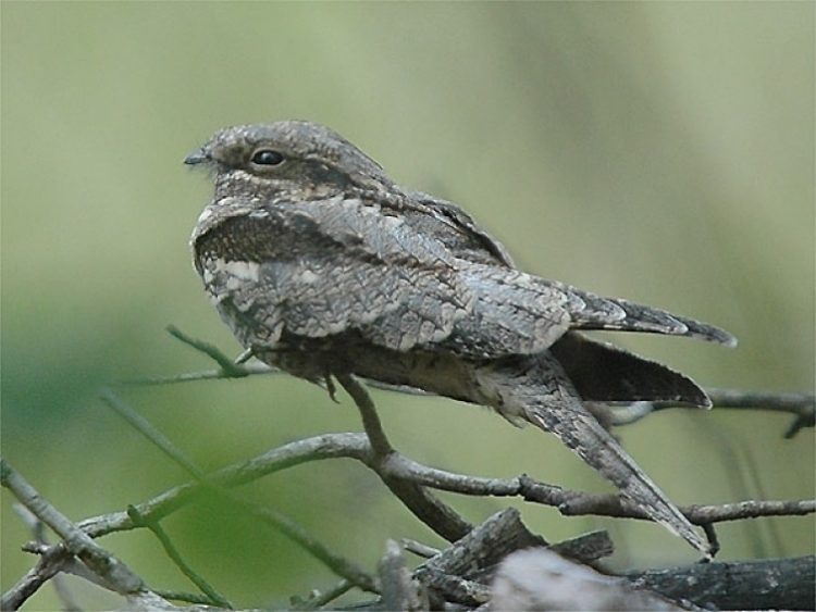 Nachtzwaluwwandeltocht natuurdiorama 