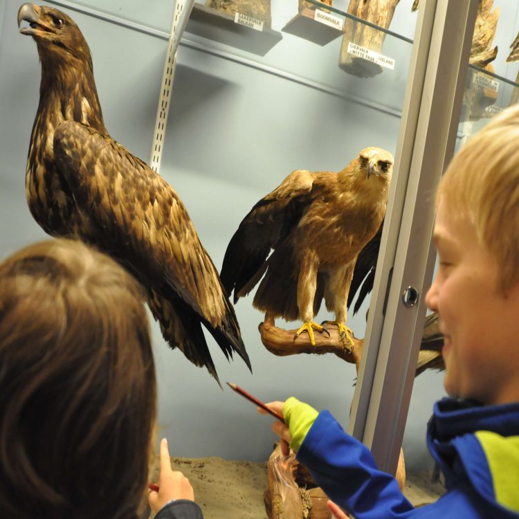 Nationale Vogelweek bij Natuurmuseum Holterberg 