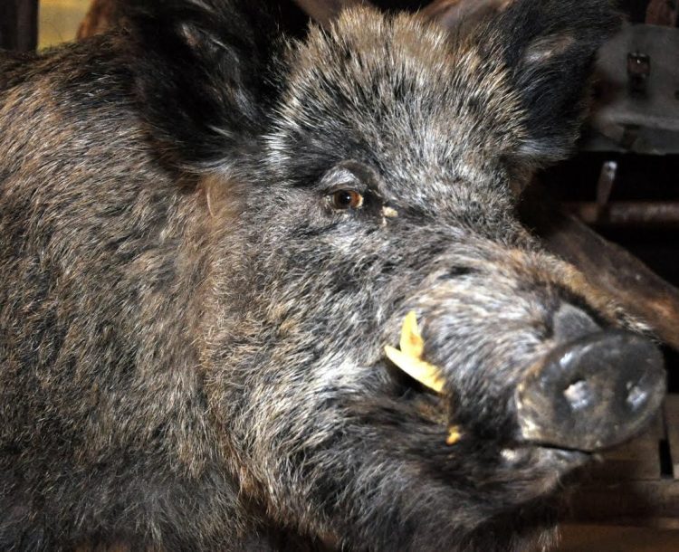 Dag voor visueel gehandicapten bij Natuurmuseum Holterberg 