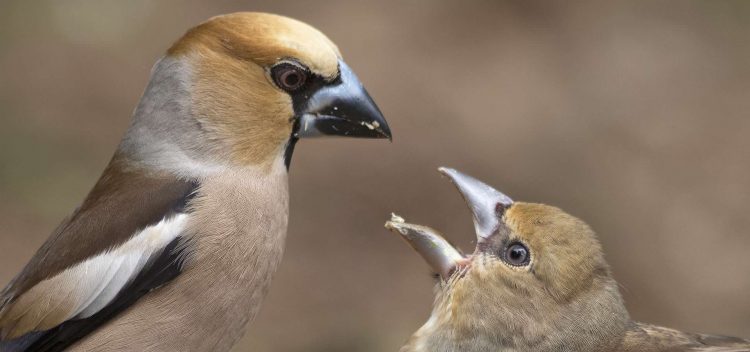 Opendag Wildbeheereenheid Holten en Greun Hoolt'n Zondag 9 juli 