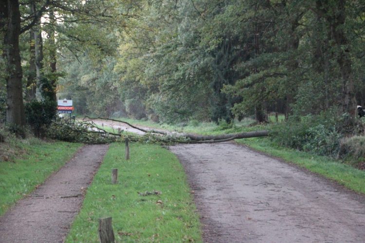 Boom over de Kroepinsweg brandweer 