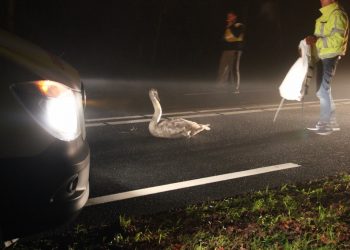 Aangereden zwaan op N332 