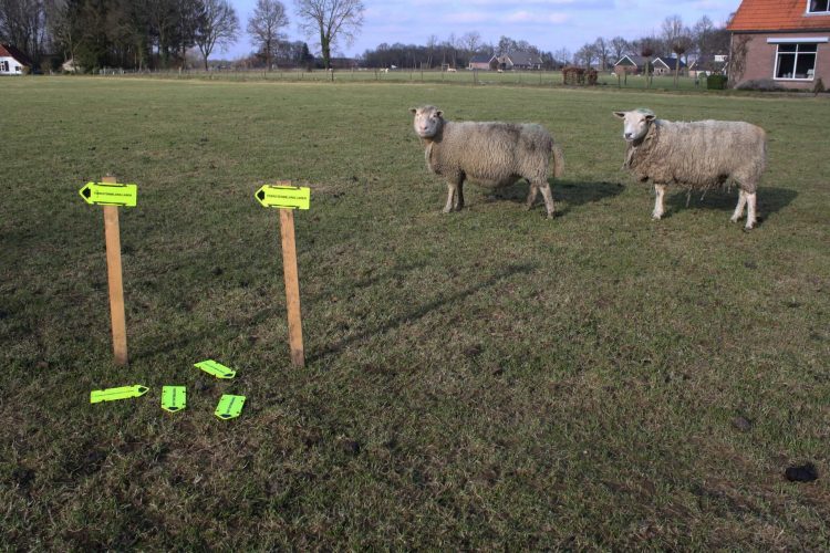 Plattelandswandeling Laren 