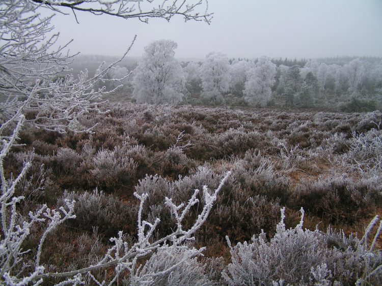 Winterwandeling en Midwinterhoorn bij Natuurmuseum Holterberg sallandse heuvelrug 